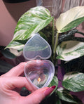 A hand with pink nail polish holds an open, clear plastic heart-shaped case containing  plant pieces, set against a background of green and white variegated houseplants and a pink wall.
