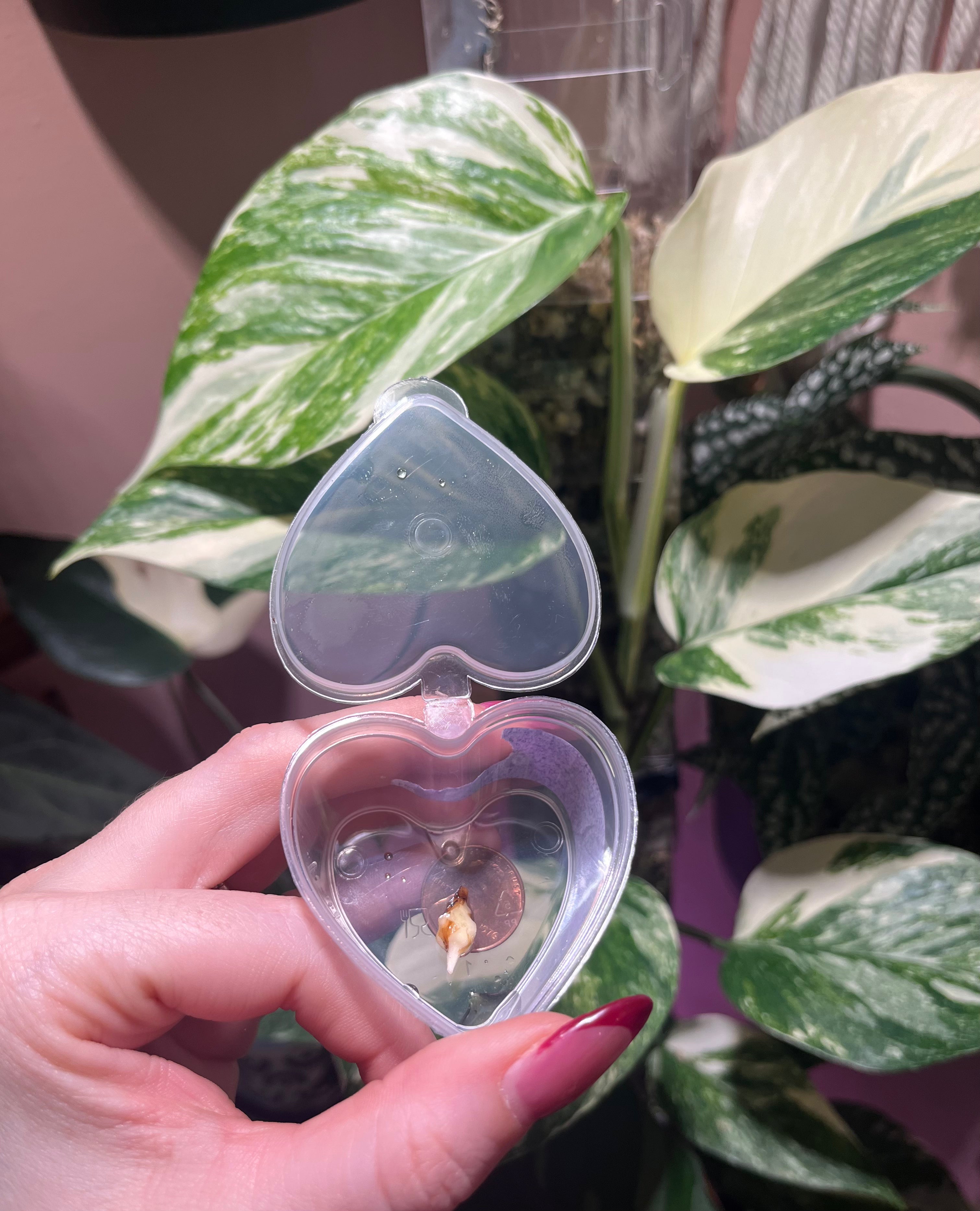 A hand with pink nail polish holds an open, clear plastic heart-shaped case containing  plant pieces, set against a background of green and white variegated houseplants and a pink wall.
