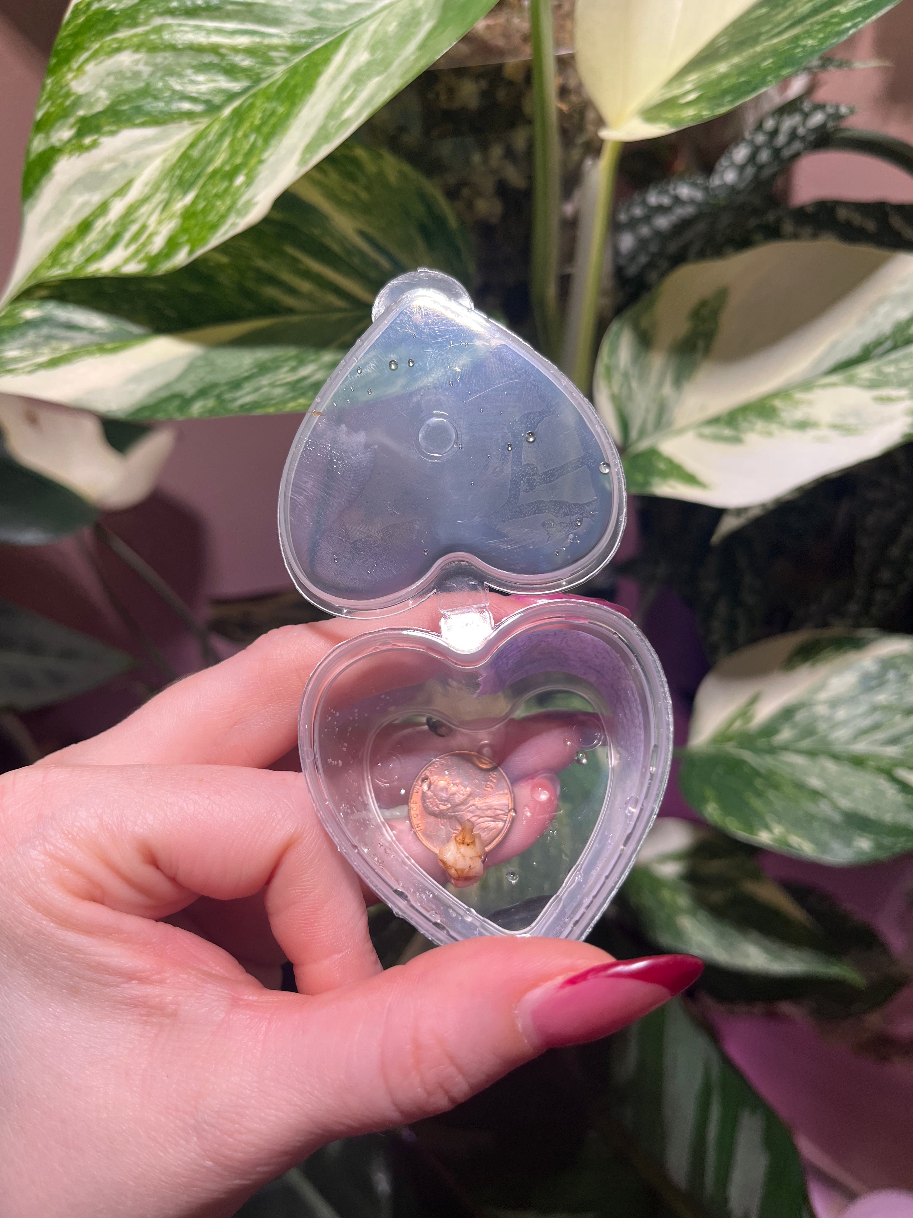 A hand with pink nail polish holds an open, clear plastic heart-shaped keepsake box containing a small dried flower, set against a background of green variegated houseplants and a pink wall.