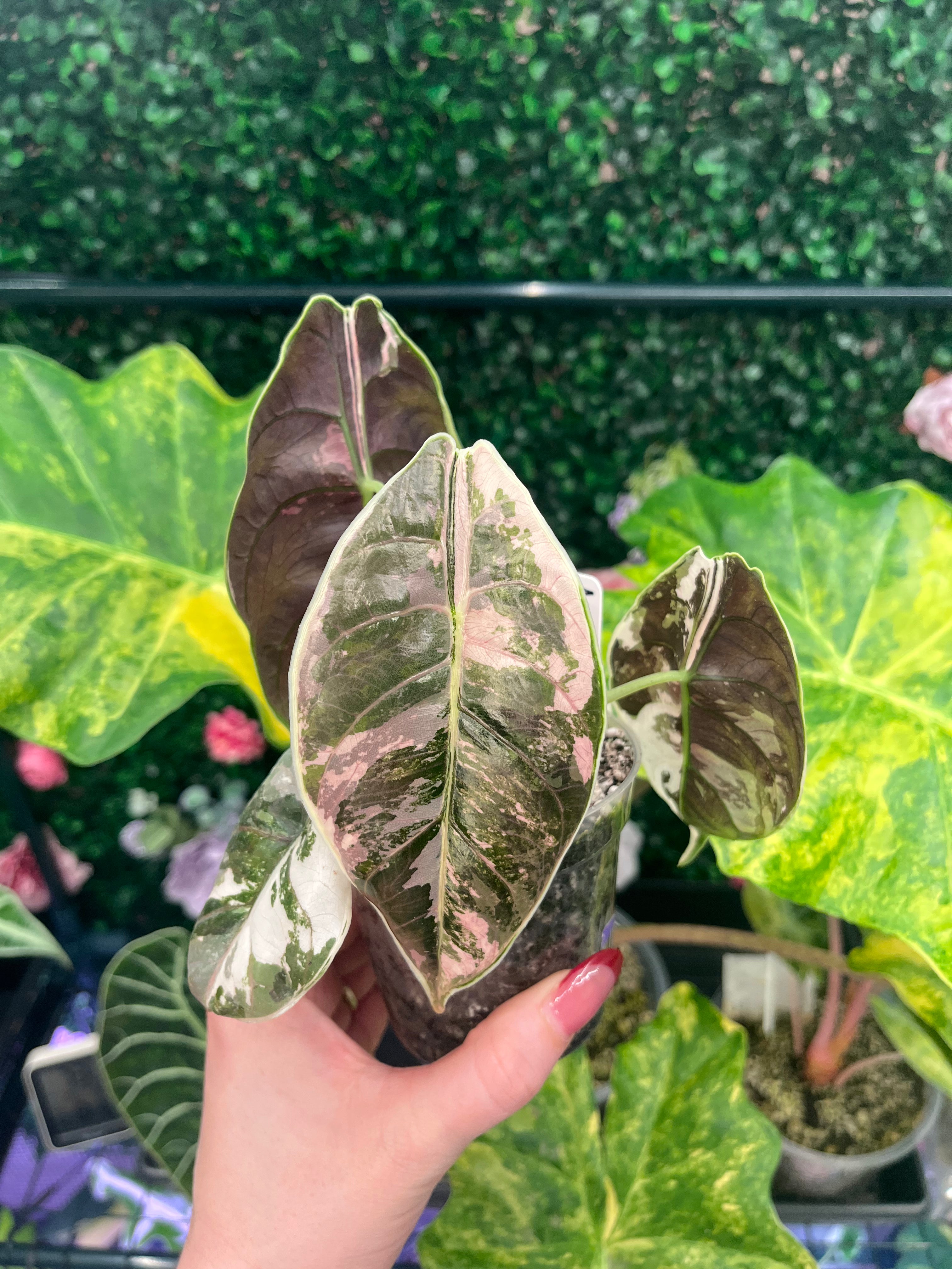A hand holds a potted variegated plant with green, white, and pink leaves in front of other leafy plants and a green background.