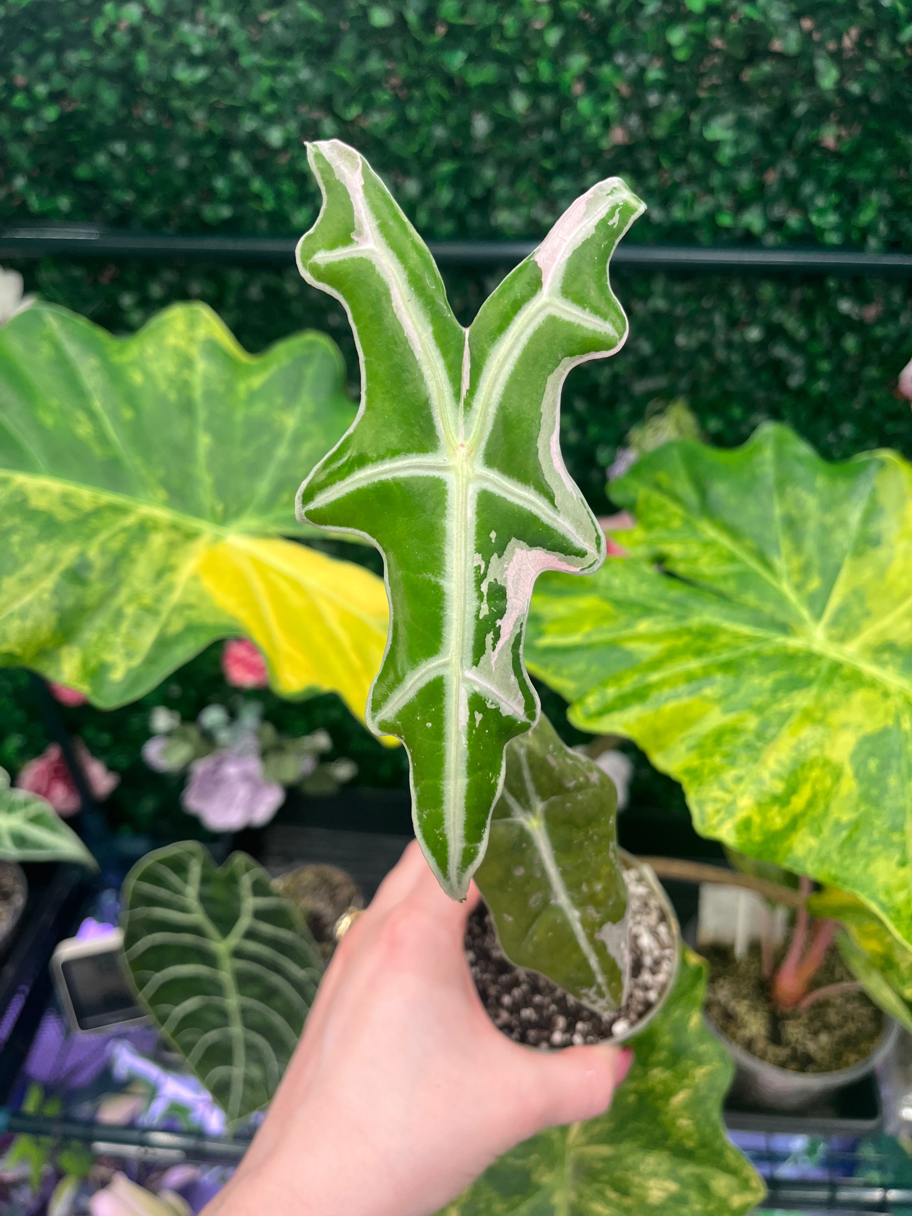 A hand holding a small potted variegated green and pink alocasia plant, with other green foliage and a decorative green wall background.