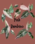 A collage of variegated plant leaves in shades of green, pink, and white, arranged around the text 'Pink Bambino' on a solid dusty rose background.