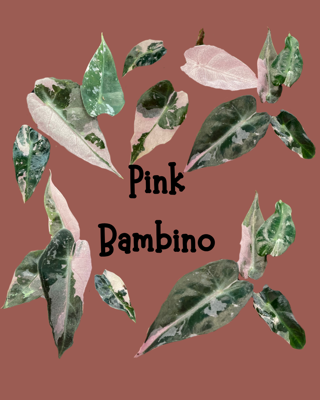 A collage of variegated plant leaves in shades of green, pink, and white, arranged around the text 'Pink Bambino' on a solid dusty rose background.