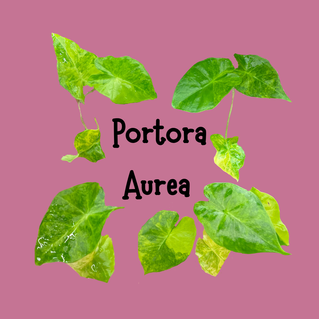 Pink Background with four alocasia portora aureas in each corner. text in the center on the photo "
portora Aurea" 