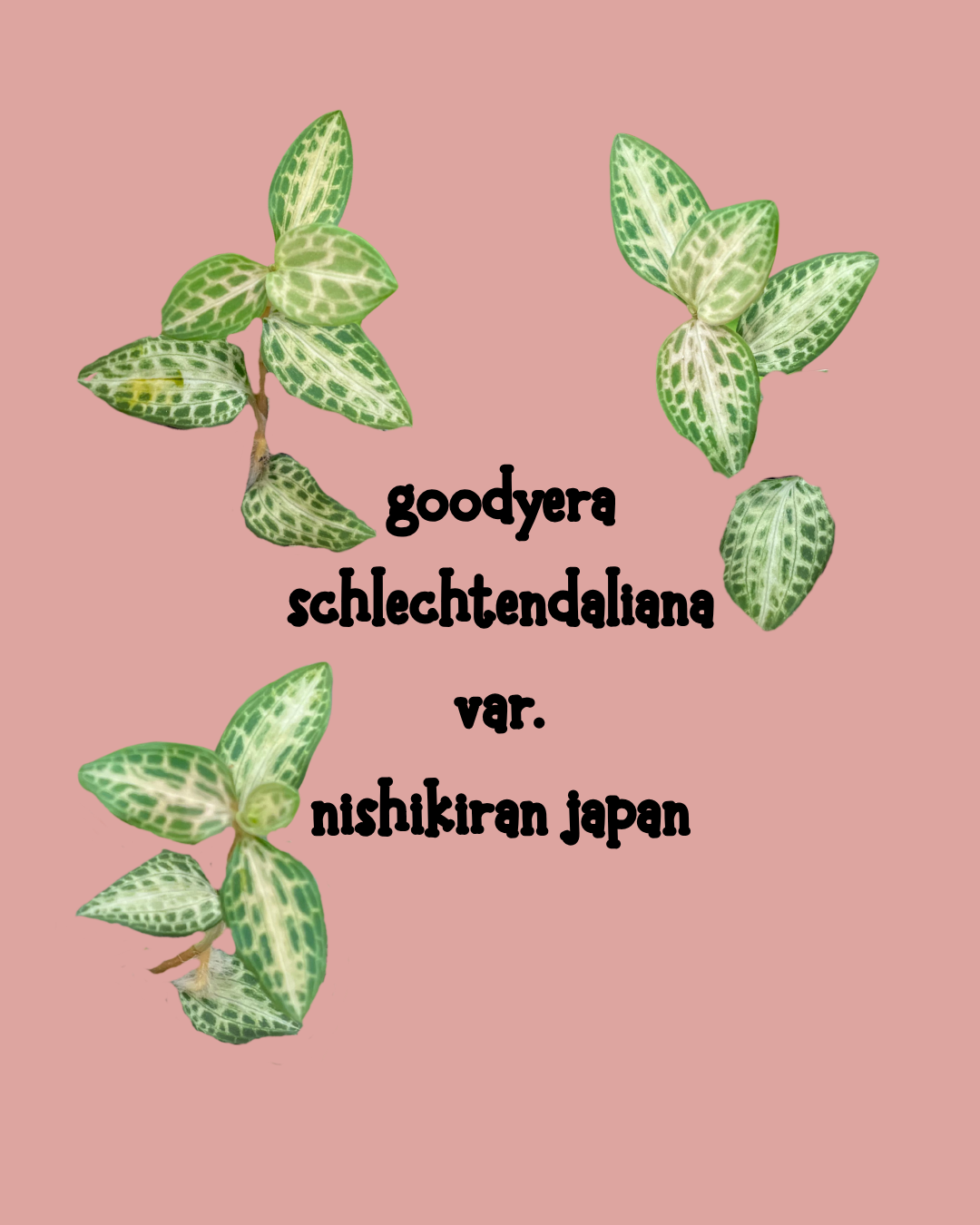 A pink background with illustrated green and cream variegated plant leaves arranged around centered black text reading 'goodyera schlechtendaliana var. nishikiran japan'.